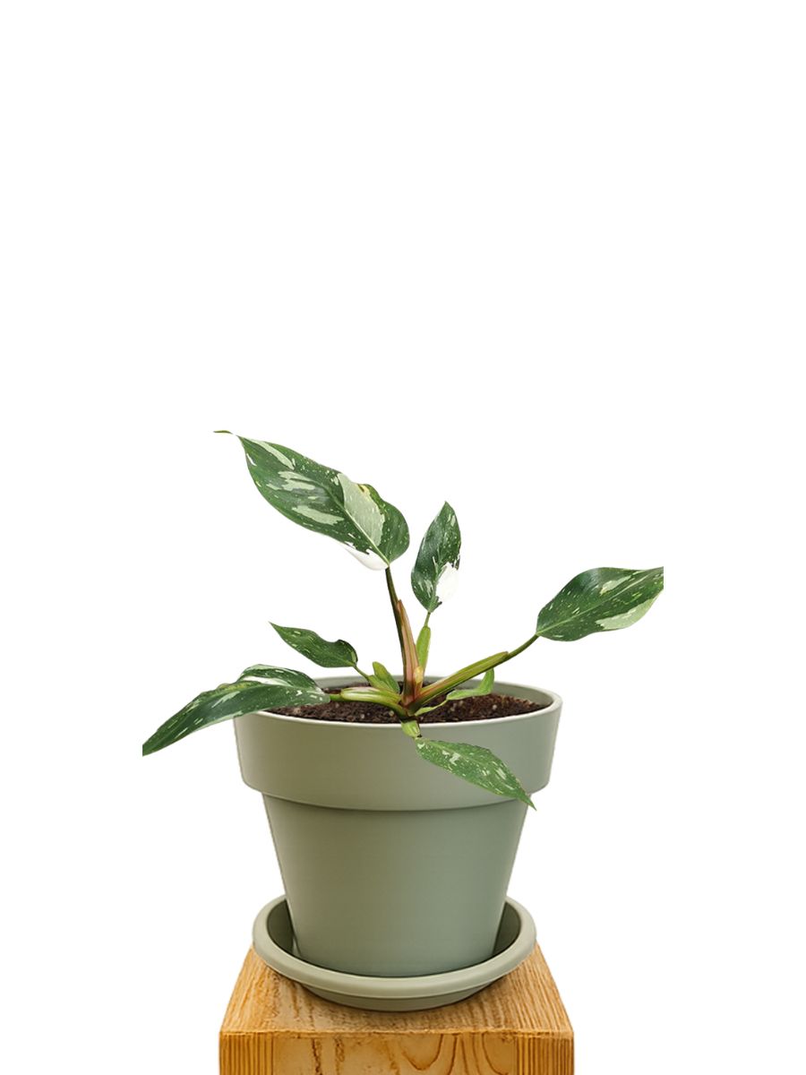 Kit de plantation 18 Vert